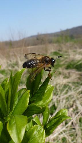 Pseudoclavellaria amerinae